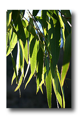 feuille eucalyptus -cliché e.arbez