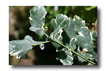 chene panaché - quercus robur variegata - cliché e.arbez