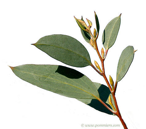 Eucalyptus Niphophila
