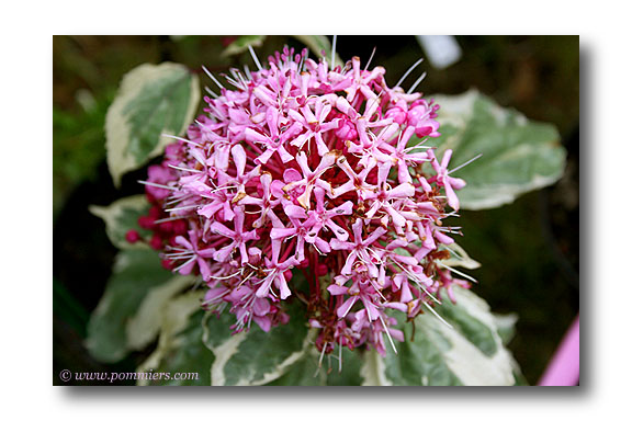 clerodendron