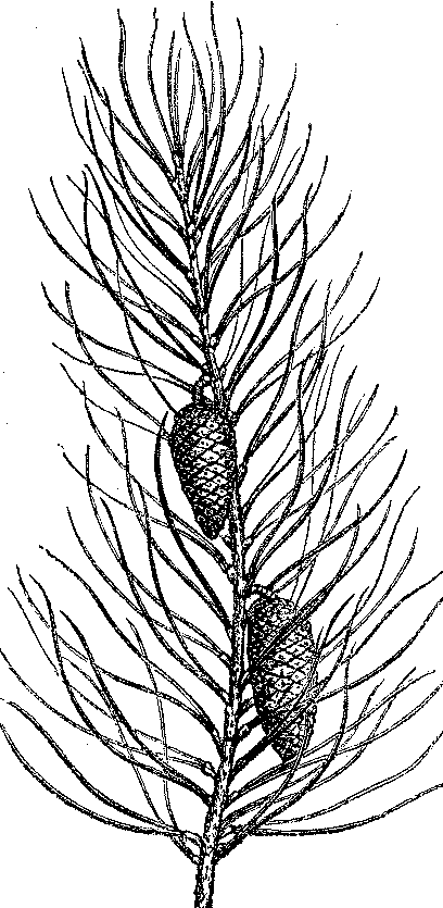 pin maritime - cours histoire naturelle de mc Montmahou (1876)