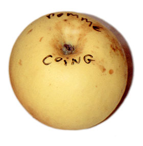 pomme coing