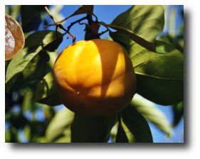 kaki fuyu fruit du plaqueminier - cliché e.arbez