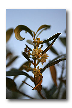 fleur d'olivier aglandau - Cliché e.arbez