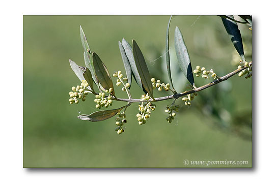 floraison de l'olivier