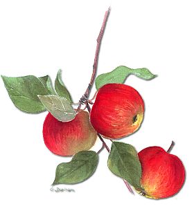 pomme reinette et pomme d'api - Catherine delhom