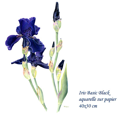 iris basic black - francoise piquet-vadon