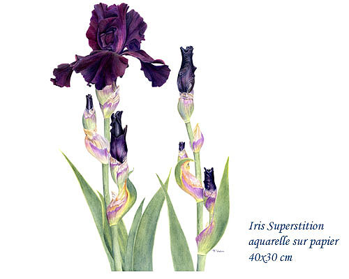 iris superstition - françoise pique-vadon