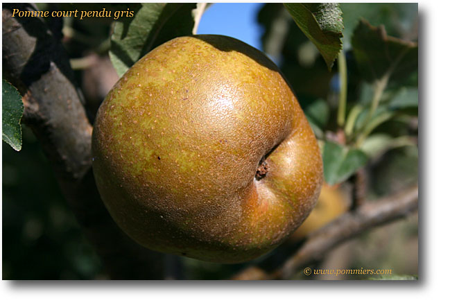 pomme court pendu gris