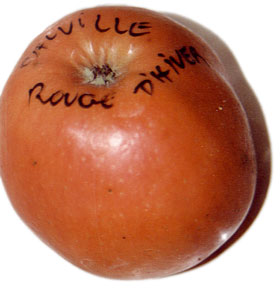 pomme calville rouge d'hiver