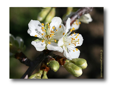 fleur du prunier des bejonnieres