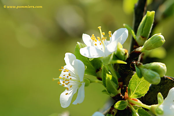 fleurs du prunier reine-claude martin