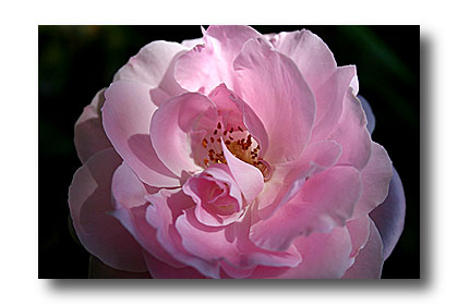 rose baronne a de rothschild - cliché e.arbez