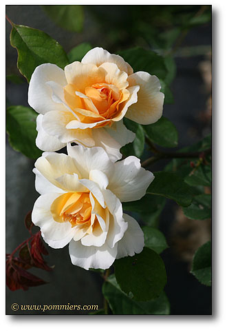 Rose Buff beauty