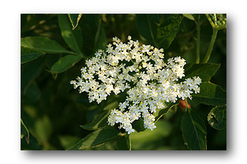 Fleur de sureau - Cliché E. arbez
